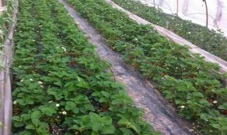 湖北露天草莓什么时候种植最好