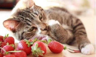 小猫可以吃什么水果 猫可以吃草莓吗